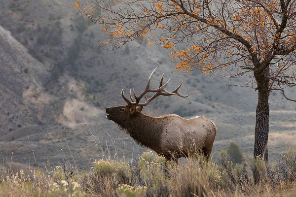 Bull Elk Bugling-morning song